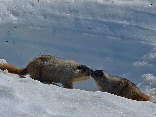 marmots-in-snow-armstrong