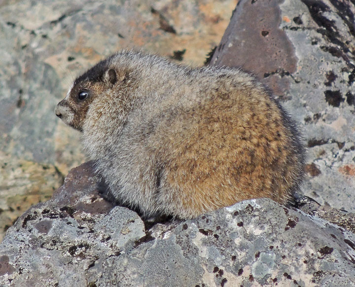 hoary-marmot-young-of-the-year-sept-5