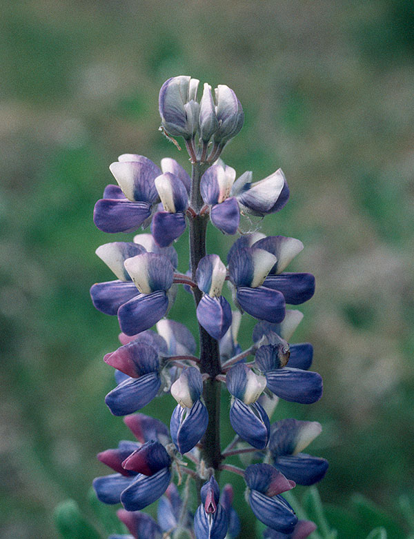 lupine-by-bob-armstrong