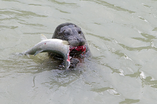 seal-eating-fish-Jos
