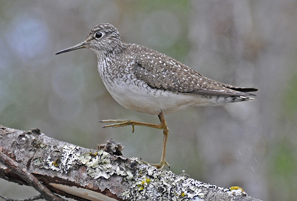 solitary-sandpiper-by-bob-armstrong