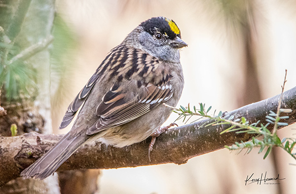 Golden-crowned-sparrow-2-Kerry.jpg