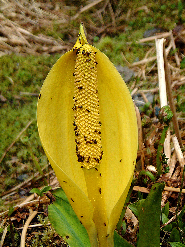 beetles-on-skunk-cabbage-by-bob-armstrong