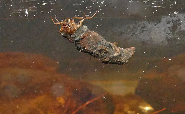northern-case-maker-caddisfly-crawling-under-ice-by-Bob-Armstrong